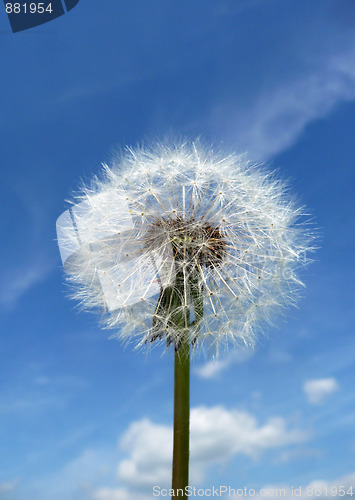 Image of Dandelion Clock