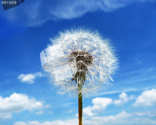 Image of Dandelion Clock