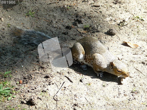 Image of Epileptic Squirrel