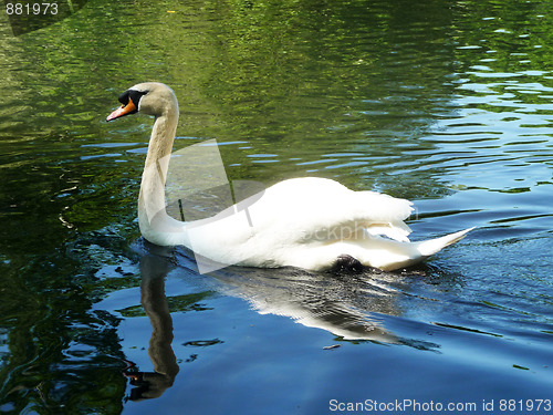 Image of Swan In Valentines Park