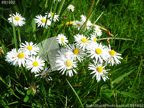Image of Daises