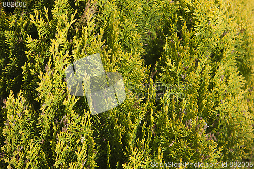 Image of green