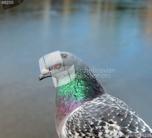 Image of  Pigeon Profile