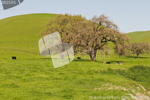 Image of Trees