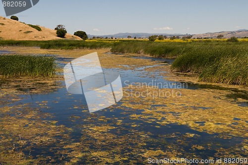 Image of Marsh