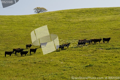 Image of Cows