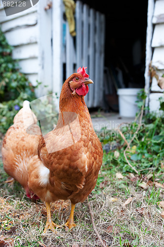Image of isobrown chickens in yard