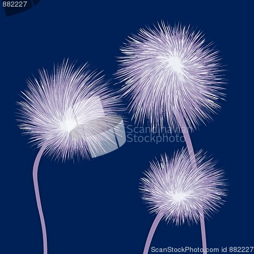 Image of dandelions