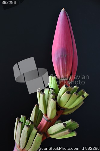 Image of Banana blossom