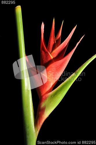 Image of Heliconia Caribea