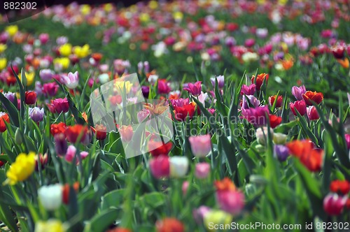 Image of Tulip field