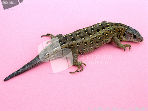 Image of lizard