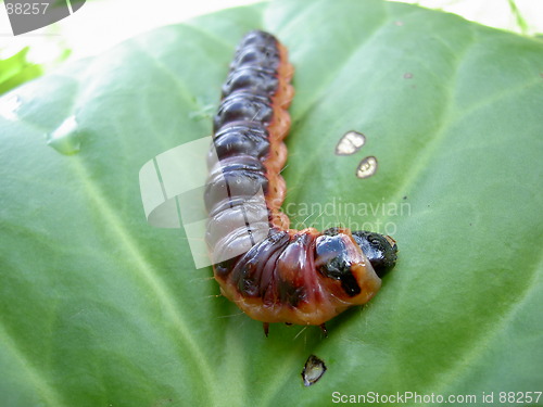 Image of caterpillar on green leaf