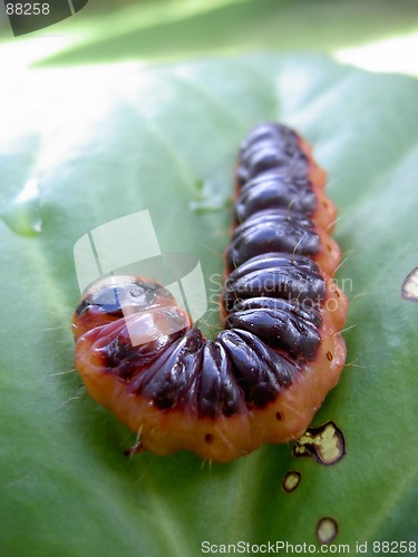 Image of caterpillar on green leaf 2