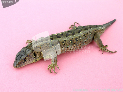 Image of lizzard