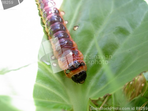 Image of caterpillar on green leaf 3