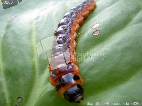 Image of caterpillar on green leaf 4