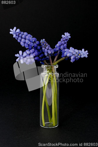 Image of Flowers in the glass.