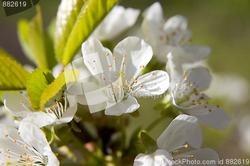 Image of Cherry flowers