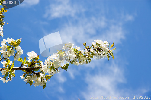 Image of Cherry flowers