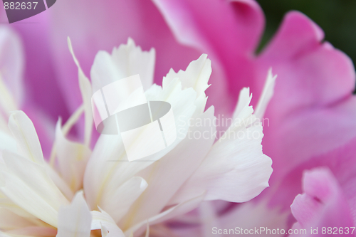 Image of Pink peony