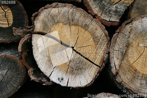 Image of Annual rings on firewood