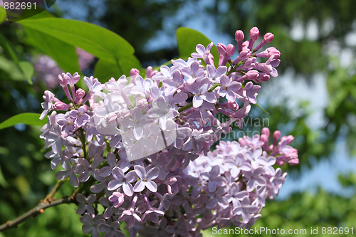 Image of Lilac