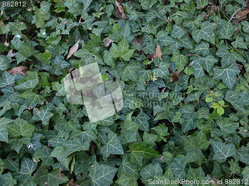 Image of Ivy