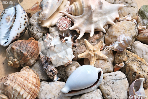 Image of few seashells