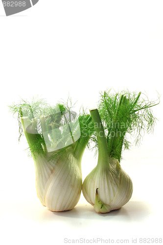 Image of Fennel