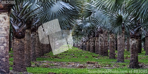 Image of Palm trees