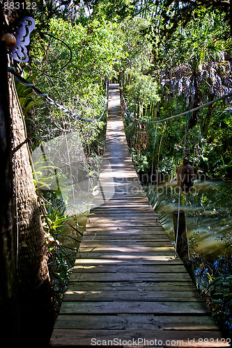 Image of wooden walking bridge in tropical forest