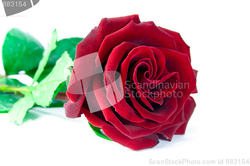 Image of red rose