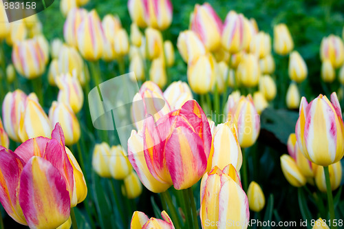 Image of tulips garden