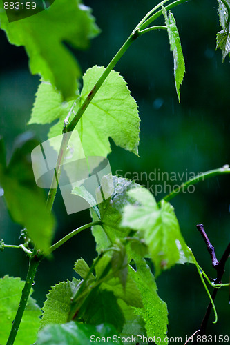 Image of green leaves