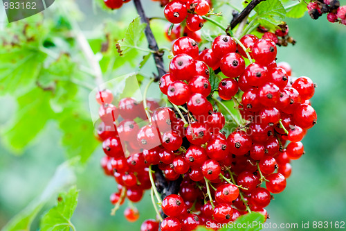 Image of red currant