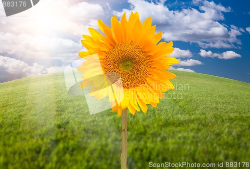 Image of Beautiful Sunflower Over Grass Field
