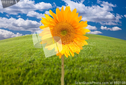 Image of Beautiful Sunflower Over Grass Field