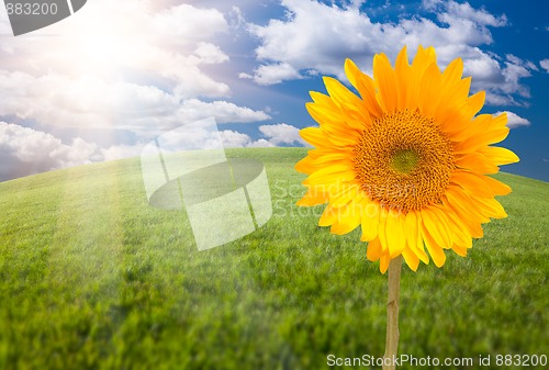 Image of Beautiful Sunflower Over Grass Field