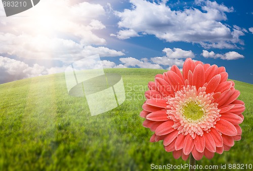 Image of Pink Gerber Daisy Over Grass Field and Sky