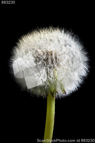 Image of Taraxacum officinale