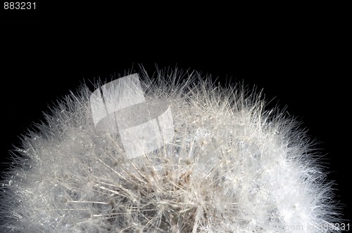 Image of dandelion head