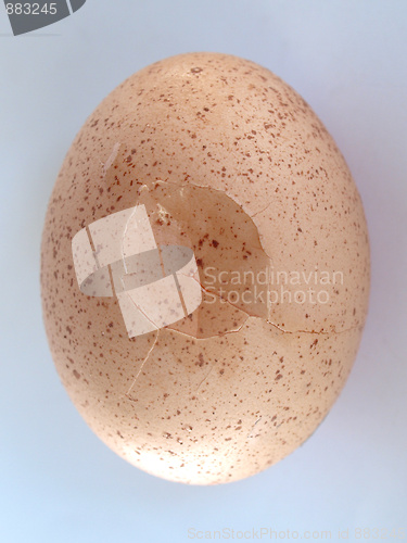 Image of Cracked egg