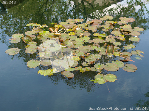 Image of Waterlily