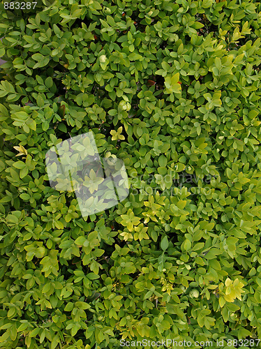 Image of Leaves background