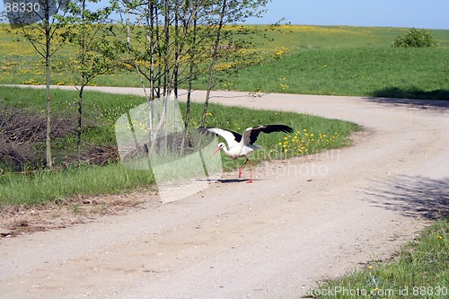 Image of Preparing to Fly
