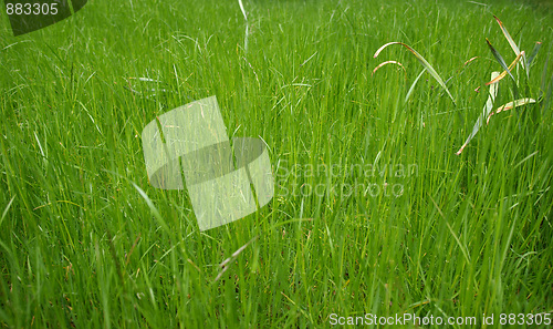 Image of Grass meadow