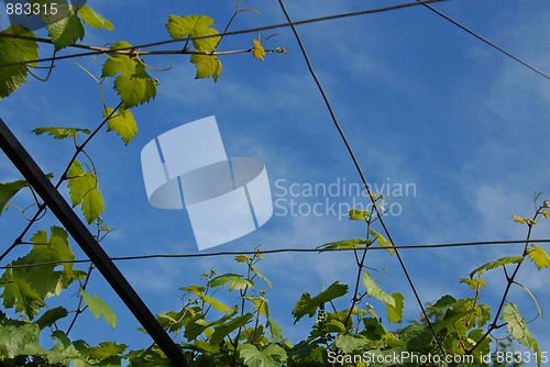 Image of Vine leaves frame