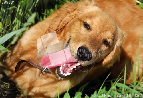Image of Happy dog portrait