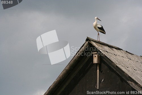 Image of Stork